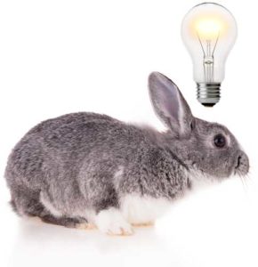 Magic bunny has smart ideas for your network.